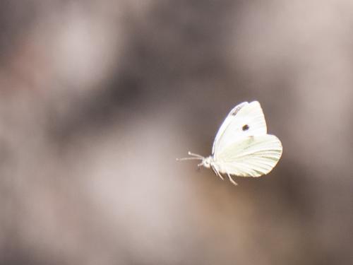 Réf. 180 083 : Pieris brassicae